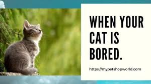 More images for how to entertain a bored cat » When Do You Know A Cat Is Bored Best Pet Supplies