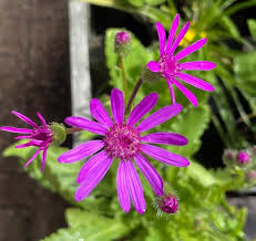 Image result for Abutilon sonneratianum