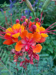 Image result for Caesalpinia rubra