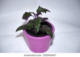 Image result for Gynura scandens