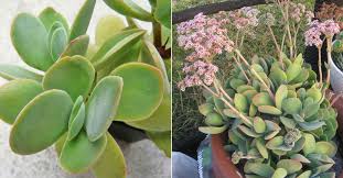 Image result for Crassula globularioides