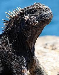 Pin On Cold Blooded Creatures