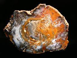 It was found in nevada. Petrified Wood From Hubbard Basin Contact Mining District Elko Co Nevada Usa