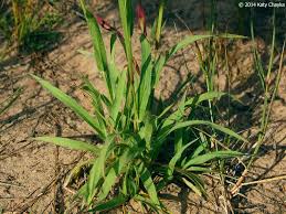 Image result for Paspalum