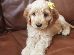 Email us now for more info! The Best Parrots In The World Cockapoo Puppies For Sale In Nc