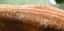 Image result for Millettia bussei