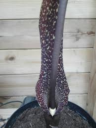 Image result for Sauromatum