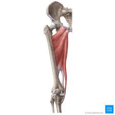 The many muscles of the hip provide movement, strength, and stability to the hip joint and the bones of the hip and thigh. Hip Adductors Anatomy Innervation Supply Function Kenhub