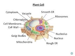 Animal cells have a cell membrane and a cell wall. Cell Organelles Found In Plant And Animal Cells Cell Membrane Nucleus Nucleolus Mitochonria Ribosomes Lysosomes Endoplasmic Reticulum Golgi Body Cilia Ppt Download
