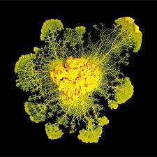 Maybe you would like to learn more about one of these? The Blob Can Learn And Teach Cnrs