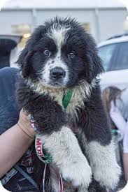 Bernese mountain dog newfoundland mix puppies. 9 5 16 St Louis Park Mn Bernese Mountain Dog Newfoundland Mix Meet Dakota A Puppy For Adoption Http Www Adopt Dog Mixes Bernese Mountain Dog Mix Pets
