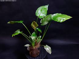 Cryptocoryne Riparium Freshwater Aquarium Plants Planted Aquarium Plants