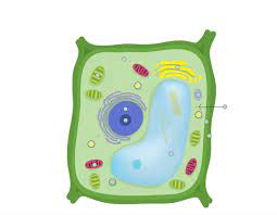 Basic animal cell diagram simple x basic animal cell diagram simple pixel type jpg download. Plant Cell Science Quiz