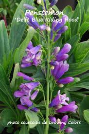 Blooms early to mid summer planting instructions: Penstemon Delft Blue Riding Hood Penstemon Beard Tongue Jardins Michel Corbeil