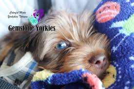 Pet homes only, if you require paperwork and breeding rights, a home visit to ensure no puppy mills would be required. About Merle Aka Colored Coat Yorkshire Terriers Gemstone Yorkies Boutique Exotic Rare Yorkies Merle Yorkies Breeder California Teacup Yorkie Puppies For Sale Colorful Yorkie Puppies Gold Blonde Yorkies Black Chocolate Blue Eyed Merle Yorkies White