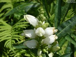 Image result for Blotiella glabra