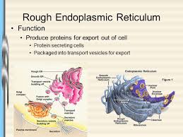 Animal cell rough endoplasmic reticulum function. The Endomembrane System Ppt Video Online Download