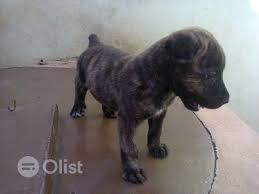 Check spelling or type a new query. 9weeks Old Brindle Boerboel Puppy Boerboel Dogs Puppie Price In Ipokia Nigeria Olist