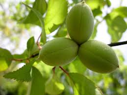 Image result for Pleiocarpa