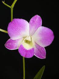 Dendrobium Phalaenopsis Orchid Flower Beautiful Flowers Phalaenopsis