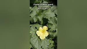 Image result for Momordica repens