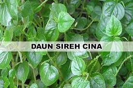 18 khasiat tanaman kelor untuk kesehatan. Rupanya Begitu Sekali Khasiat Sirih Cina Ni Terkejut Juga Saya Khasiat Pokok Herba Malaysia