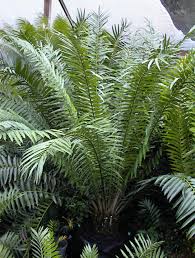 Image result for Encephalartos gratus