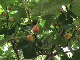 Check spelling or type a new query. Fruit Trees Gardening In The Panhandle
