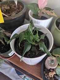 Bird Of Paradise Plant Leaves Curling And Turning Brown Any Idea Why My Peace Lilies Leaves Keep Curling Under Ive Repotted And Moved To A Brighter Spot But The New Growth Is Still Curly Tried Watering Less Too Plantclinic
