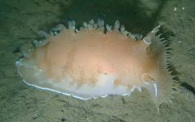 Image result for Tritonia