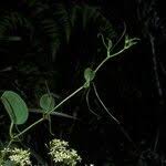 Image result for Smilax anceps