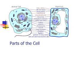 To provide the cell with the strength to support its. Cell Structures And Functions Ppt Download
