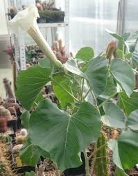 Image result for Ipomoea albivenia