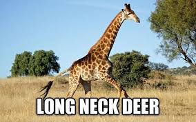 Https Www Facebook Com Photo Php Fbid 10155359446092523 Funny Animal Names Giraffe Funny Animals