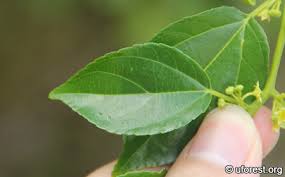 Image result for Colubrina asiatica