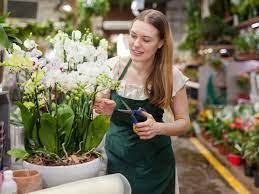 Pruning moth orchids is done by simply trimming back dead blooms right where the bloom meets the stem, as orchids can often shoot off more blooms from the. Orchid Pruning Tips Cutting And Removing Orchid Blooms