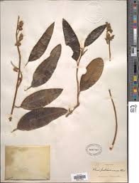 Image result for Ozoroa pwetoensis
