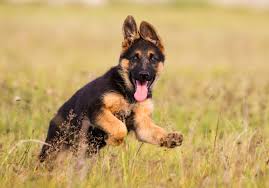 when does a german shepherd stop growing canine weekly