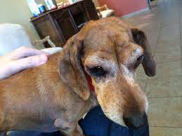 My Dog Had An Allergic Reaction To His Vaccine Album On Imgur