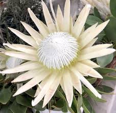 Image result for Protea argyrea