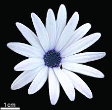 Image result for Osteospermum ecklonis