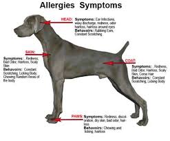 Swelling around the eyes and on the eyelid. Did You Know Your Dog Or Cat Champlain Animal Hospital Facebook