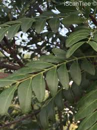 Image result for Ptaeroxylon obliquum