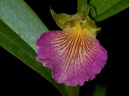 Image result for Brachycorythis