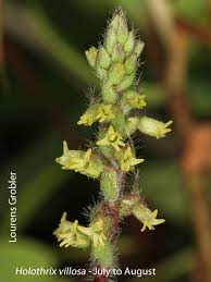 Image result for Holothrix villosa