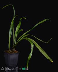 Image result for Vittaria