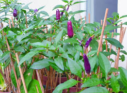 The global silica sand market reached a value of us$ 17.4 billion in 2020. The Color Purple Siling Labuyo Blooms In Another Bright Color Agriculture Monthly