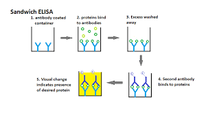 In elisa, an antigen must be immobilized to a solid surface and then complexed with an antibody that is linked to an enzyme. Elisa Sandwich Microbios Bioquimica Laboratorio