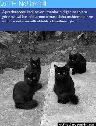Kedi Severlere Duyurulur Erdin Beyazit Black Cat Cats Crazy Cats