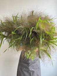 Image result for Panicum pseudoracemosum